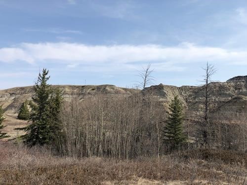 not a hint of green on this stand of Aspen