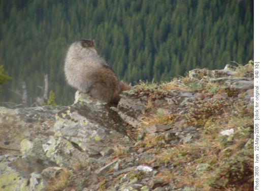 Marmot