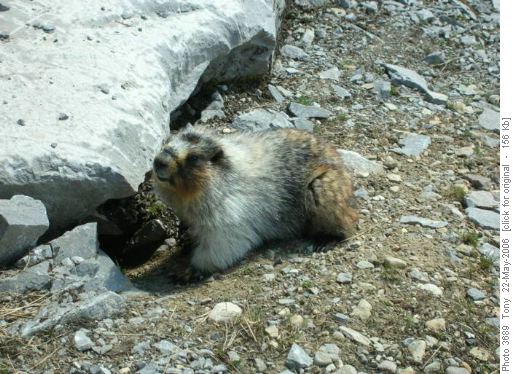 Hoary Furball on Sulphur Mountain