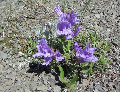 Creeping beardtongue