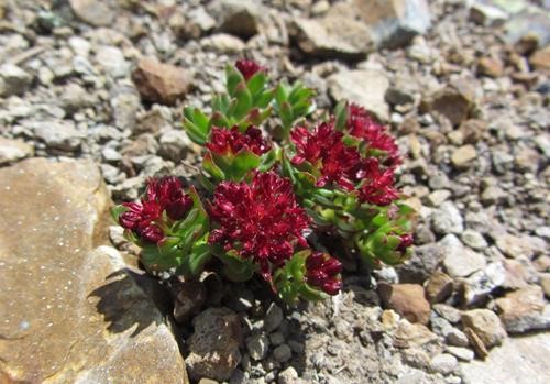 one of a colony of Roseroot (<i>Sedum rosea</i>)
