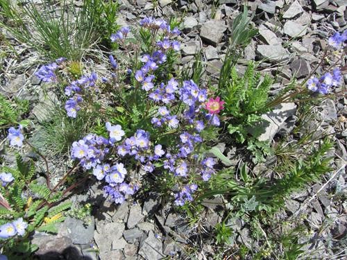Jacob's Ladder with an intruding Wind Flower