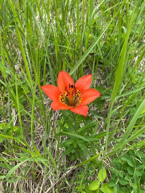Dozens of these beauties blooming