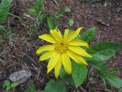 arnica in the forest