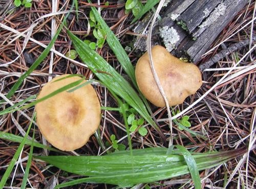 forest mushrooms