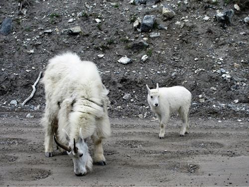 Mom and the little one near Goat Creek parking lot 