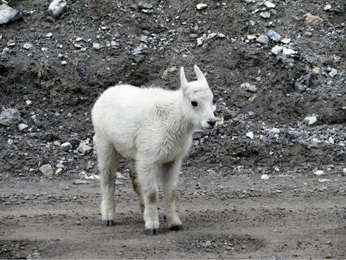 Nothing cuter than a new born mountain goat