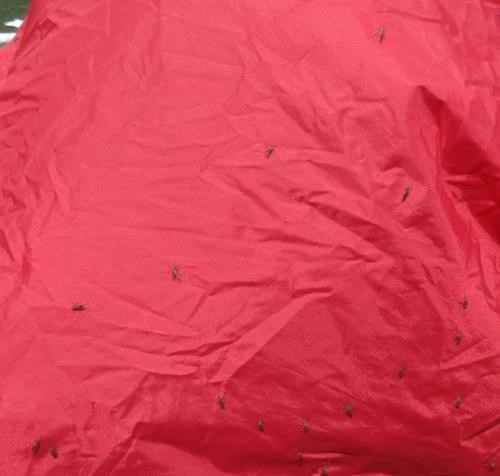 mosquitoes like red