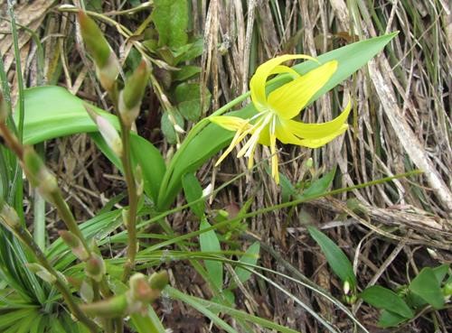 glacier lily