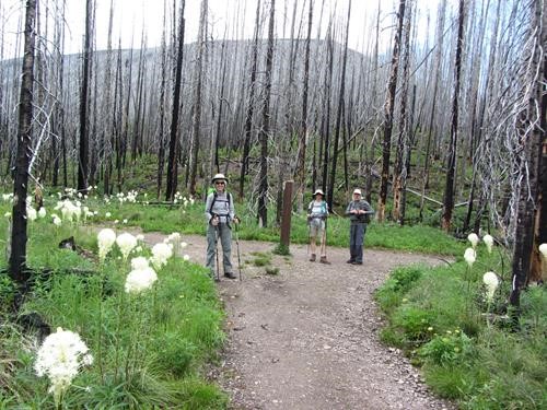 Sonja, Brenda & David amongst the bear grass at Forum Lake trail junction