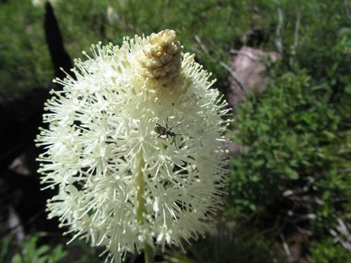 Quite a few bear grass clusters had beetles crawling on them