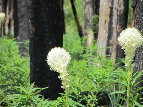 typical views of the day: bear grass and blackened timber