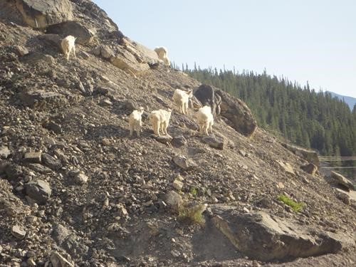 Goats above road 742 near Ha Ming trailhead, above Canmore, AB