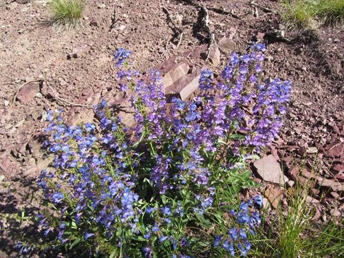 Rowe Creek trailside blue beardtongue (<i>Penstemon albertinus</i>0