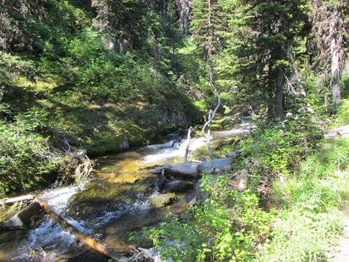 Unburned forest higher up Rowe Creek