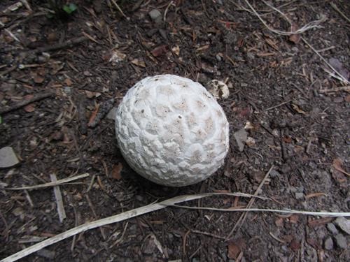 golf ball lookalike puffball