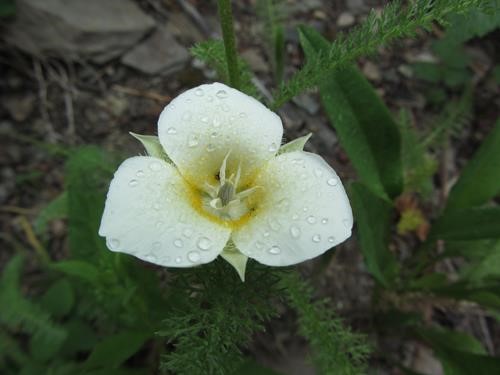 Mariposa lily (<i>Calochortus apiculatus</i>)