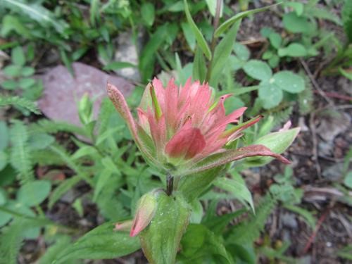 Indian paintbrush