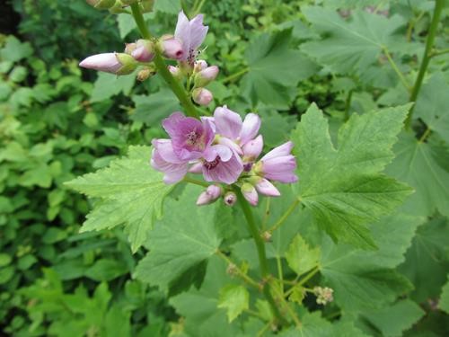 Rowe Creek trailside: mountain hollyhock (<i>Iliamna rivularis</i>)