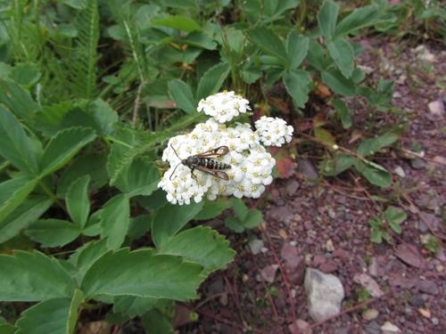 Rowe Creek trailside: yarrow with unknown insect
