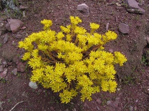 stonecrop (<i>Sedum lanceolatum</i>)