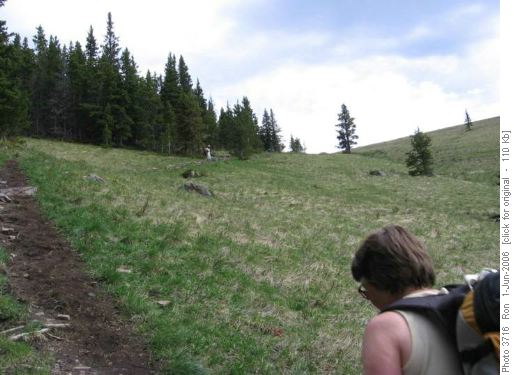 Powderface Ridge south: meadows