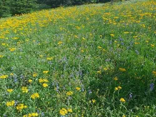 A botanist dream