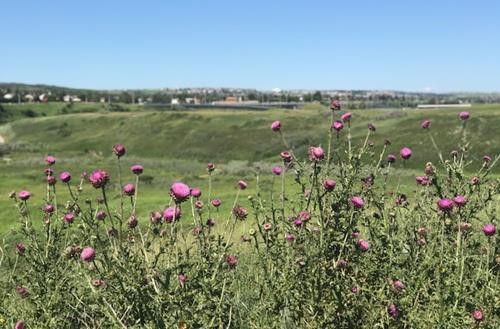blooming tall thistles