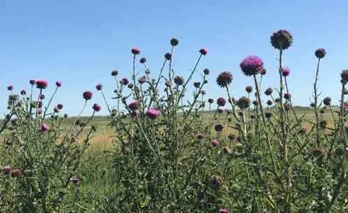 Red thistles