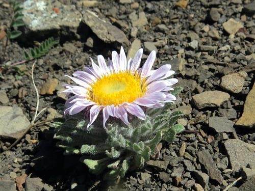 Alpine Townsendia (<i>Townsendia condensata</i>)