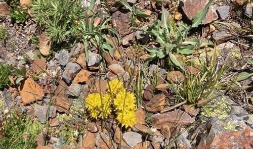 Spearleaf stonecrop (Sedum lanceolatum)