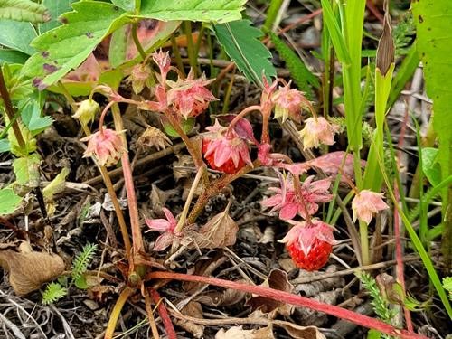 Delicious mini strawberries