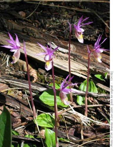 Calypso Orchids (aka Venus Slippers)