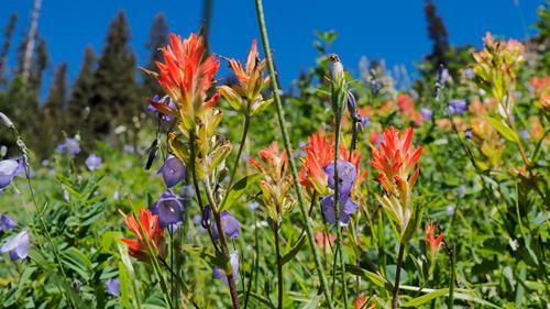 Found some beauty slogging up the slope.