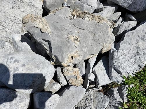 Some of thousands of fossils (mostly coral) near first tarn