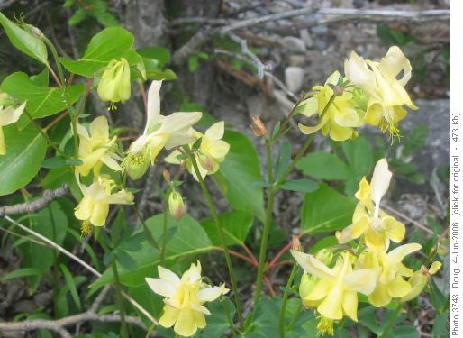 Yellow Columbine (Aquilegia flavescens)