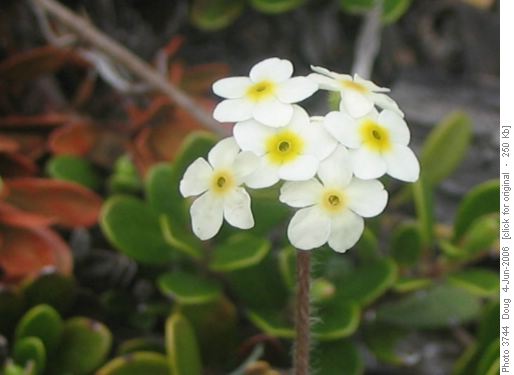 Rock Jasmine (Androsace chamaejasme)