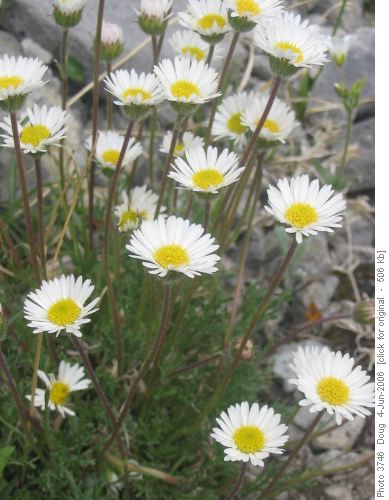 Daisy Fleabanes (Erigeron compositus)