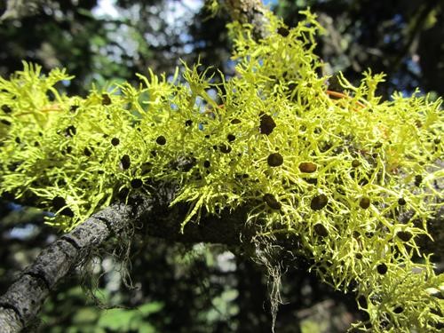 Columbian Wolf Lichen - <i>Letharia columbiana</i>