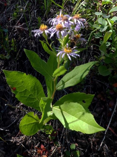 Showy Aster - <i>Eurybia conspicua</i>