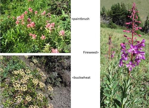 South Mist Hills flowers still in bloom