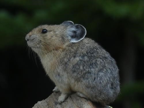 Pika posing for Bill