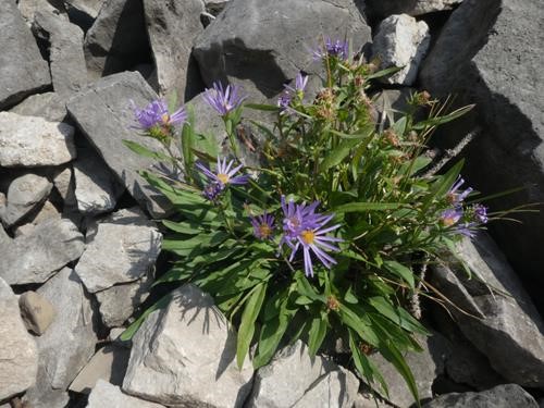 Leafy Asters (<i>Symphyotrichum foliaceum</i>) still blooming by the 3rd Picklejar Lake