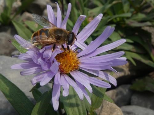 hoverfly on a Leafy Aster