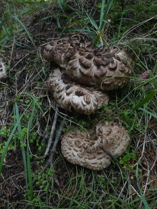 Hedgehog Mushroom (<i>Sarcodon imbricatus</i>) near the 4th Picklejar Lake