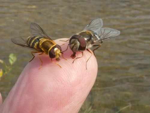 hoverflies on Bill's finger