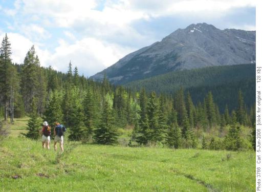 Wileman Creek meadows