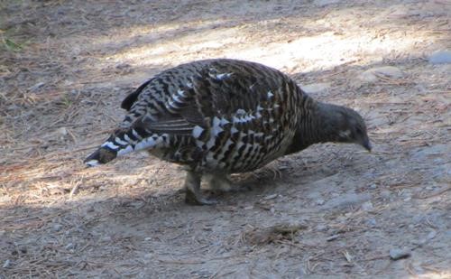 Grouse on Taylor Lake trail