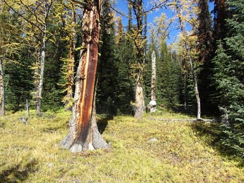 Old larches on the way up the ridge