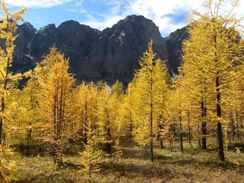 Larches with Panorama Ridge backdrop